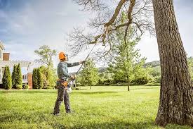 Dayton, MN Tree Removal and Landscaping Services Company